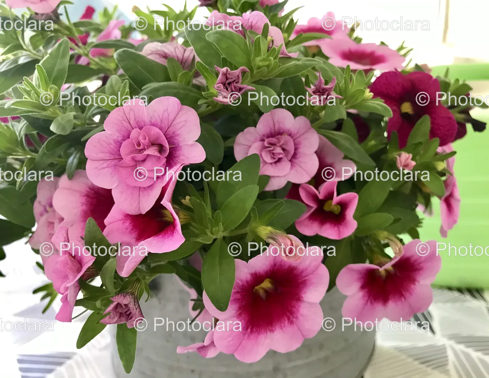 Pot-of-Pink-Petunias.jpg