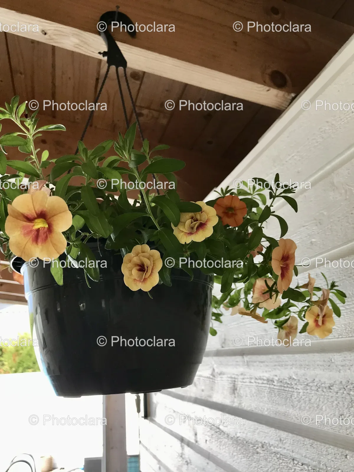 Bright-Yellow-Flowers-in-Pot.jpg