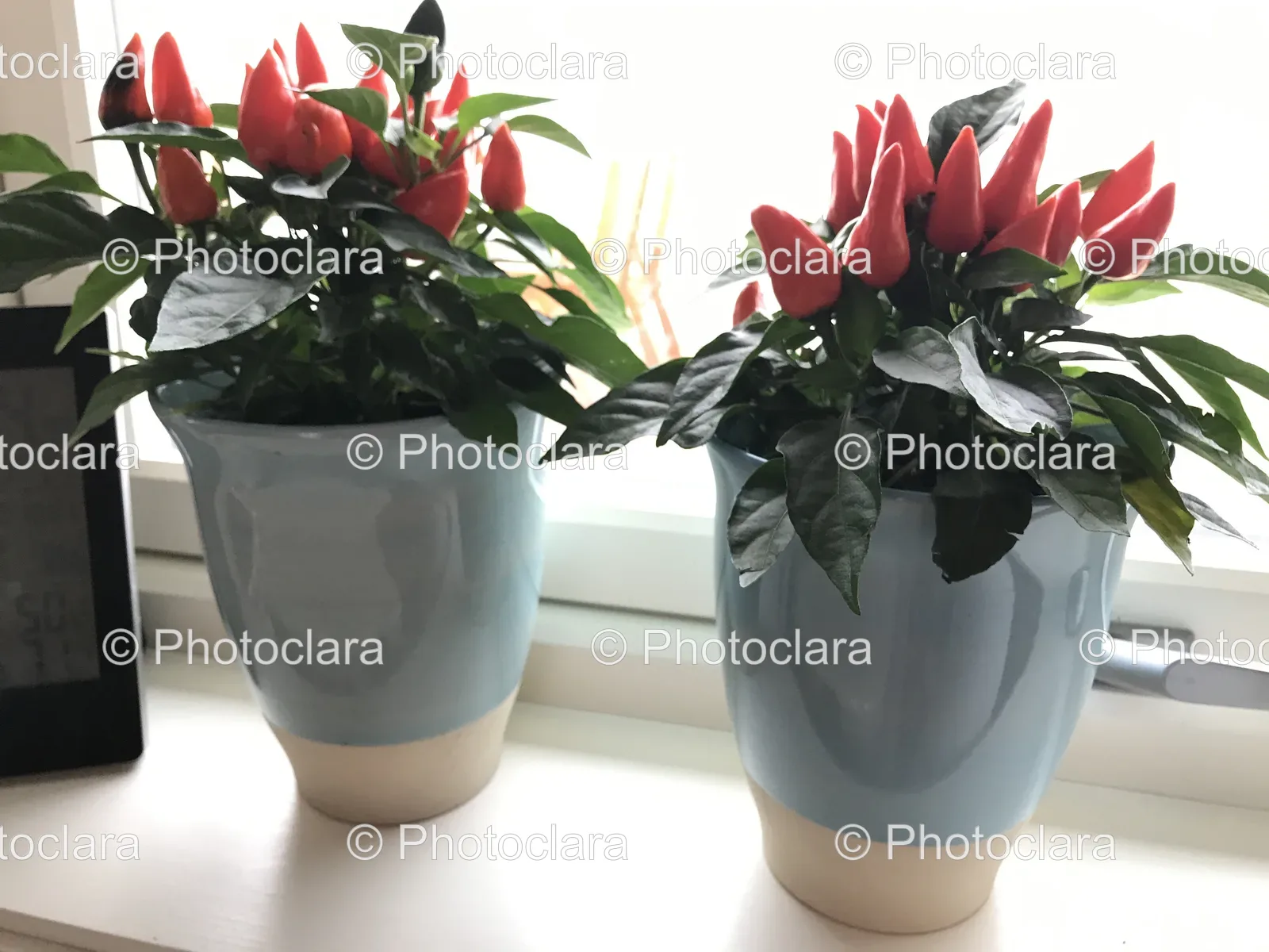 dual-pots-with-red-peppers.jpg