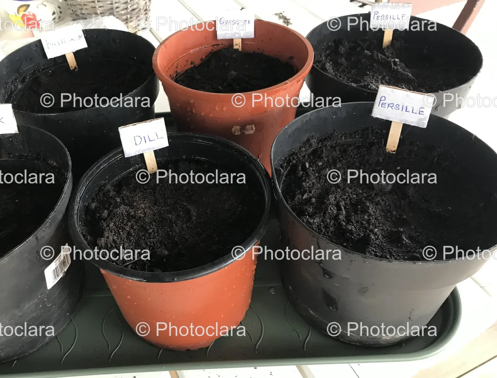 Group-of-Potted-Herbs-with-Labels.jpg