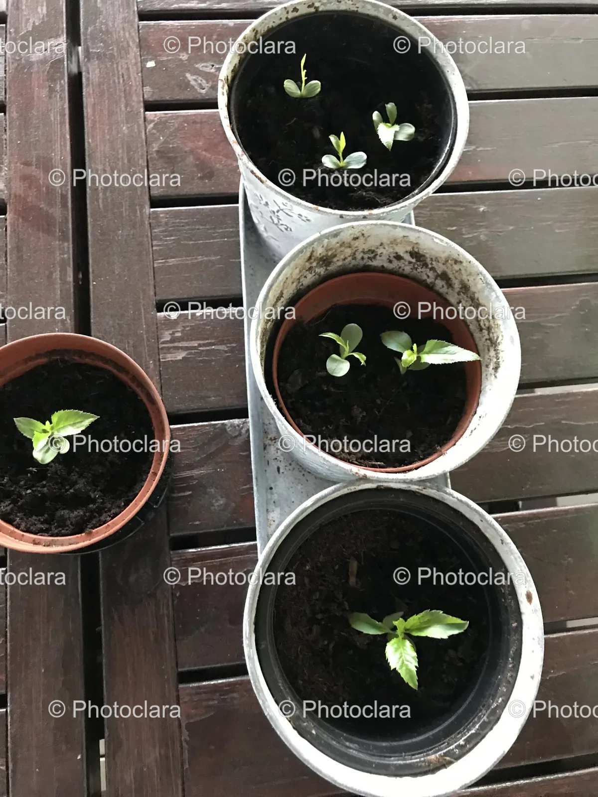 group-of-potted-plants.jpg