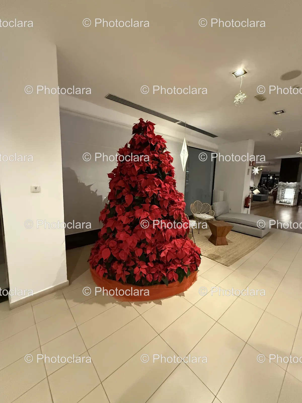 Large-Red-Christmas-Plant.jpg