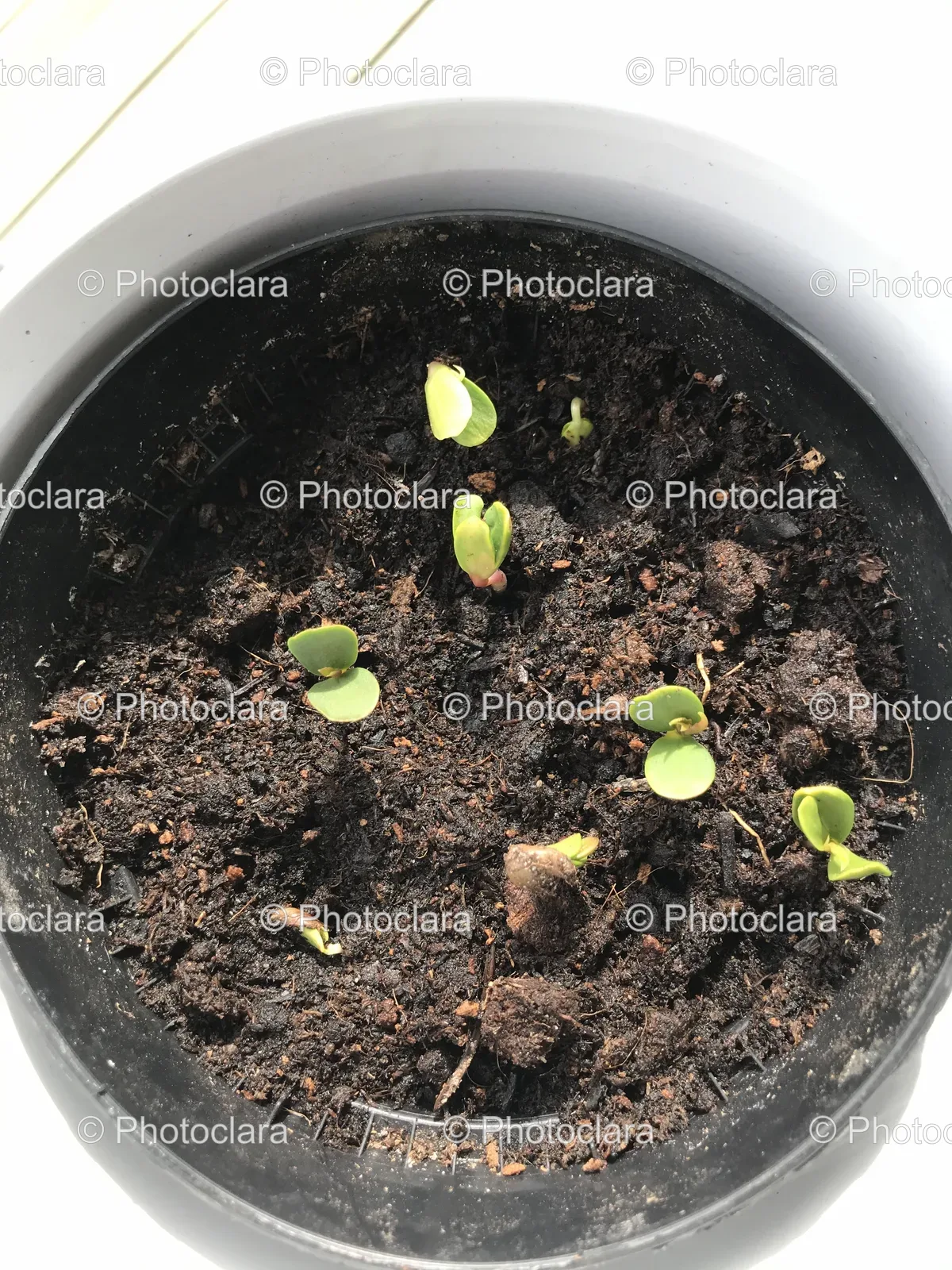 potted-houseplant-on-clean-surface.jpg