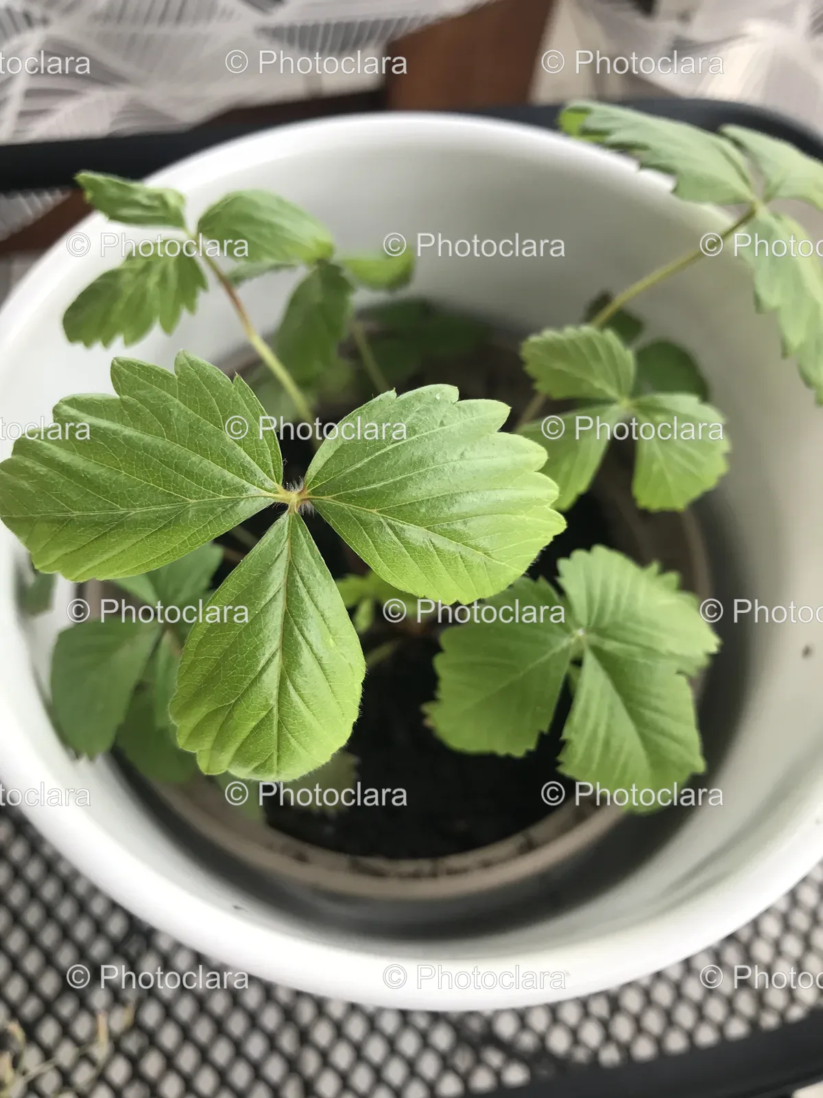 Potted-Mint-Plant-Indoor-Decor.jpg