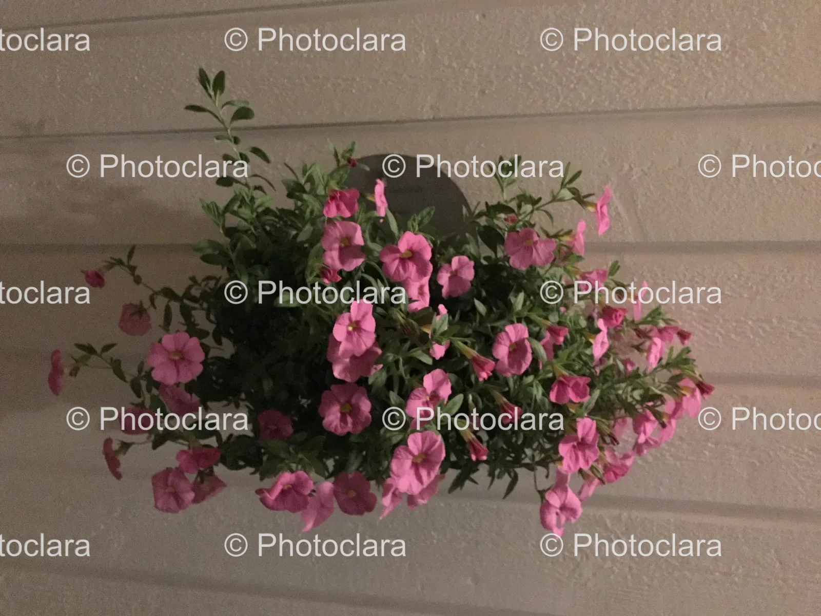 potted-pink-flowers-indoor-decor.jpg
