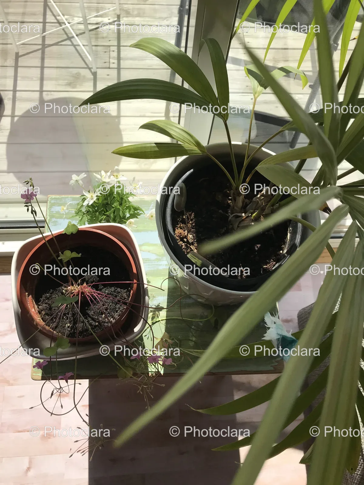 potted-plant-by-window.jpg