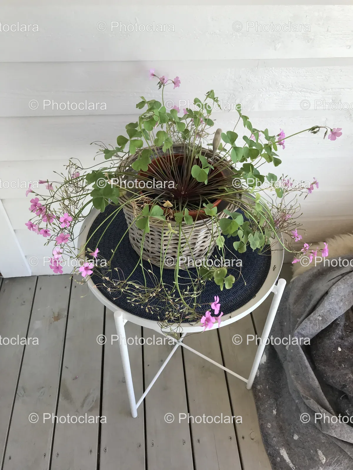 Potted-Plant-on-Table.jpg