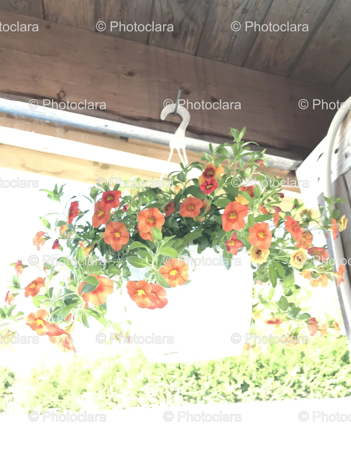 potted-plant-with-orange-flowers.jpg