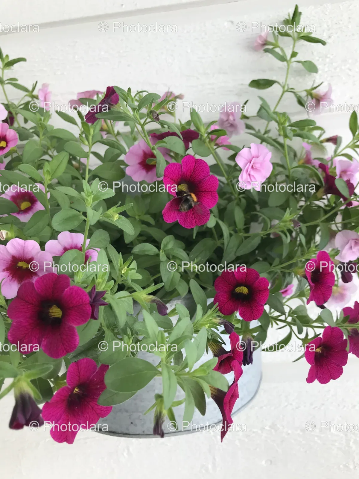 Purple-Petunia-in-Decorative-Pot.jpg
