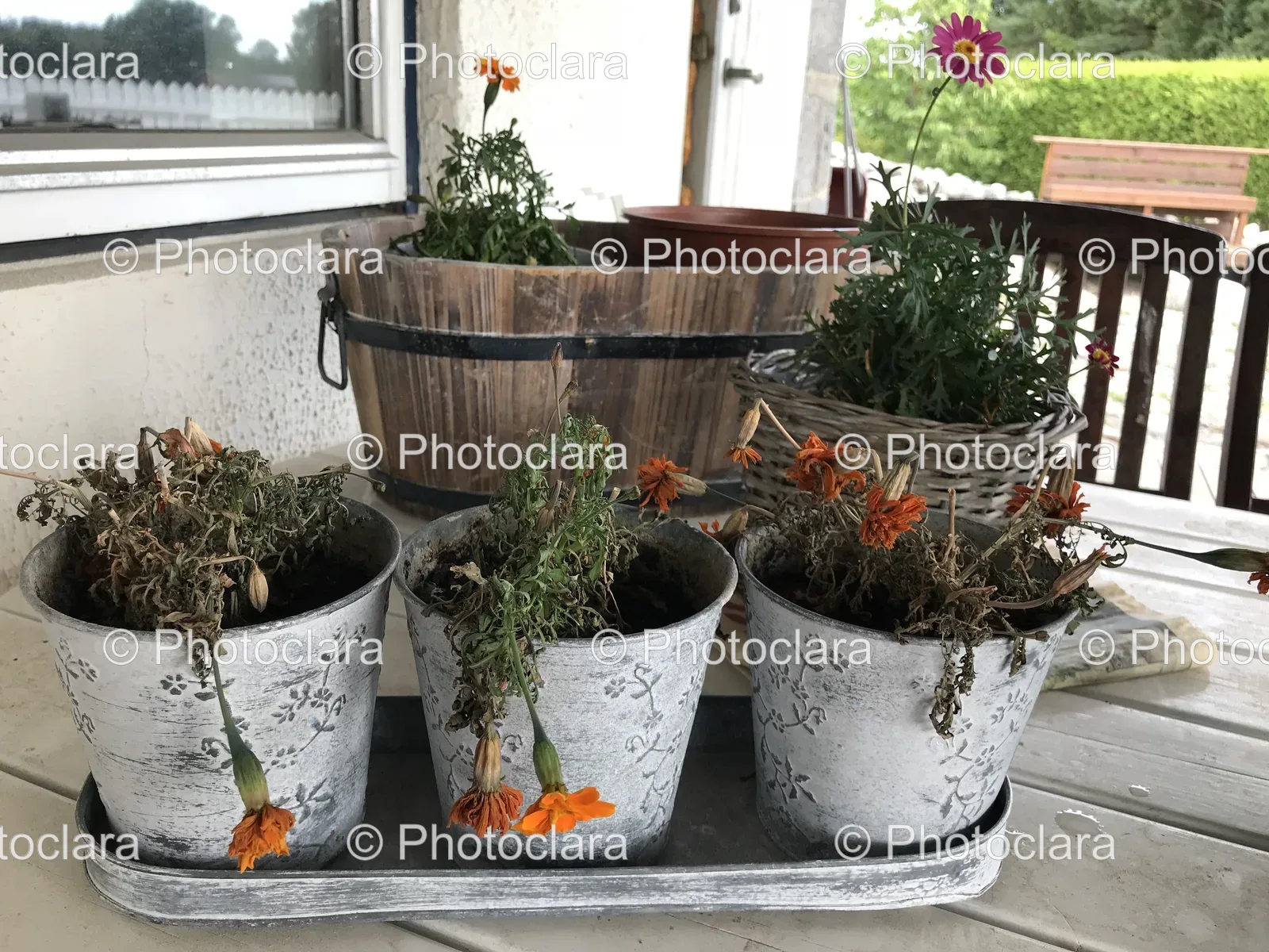serene-arrangement-of-potted-plants.jpg