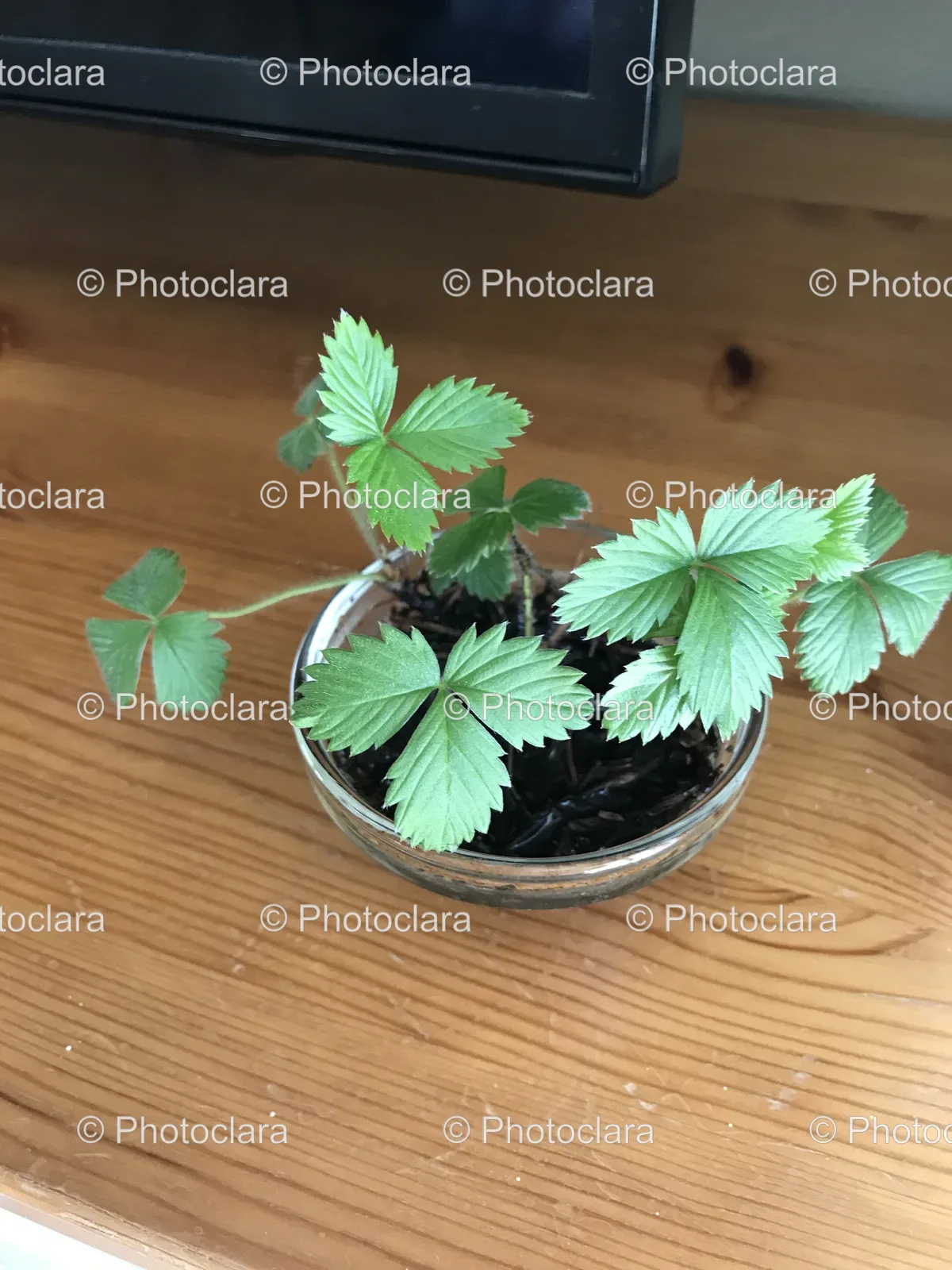 small-plant-in-glass-bowl.jpg