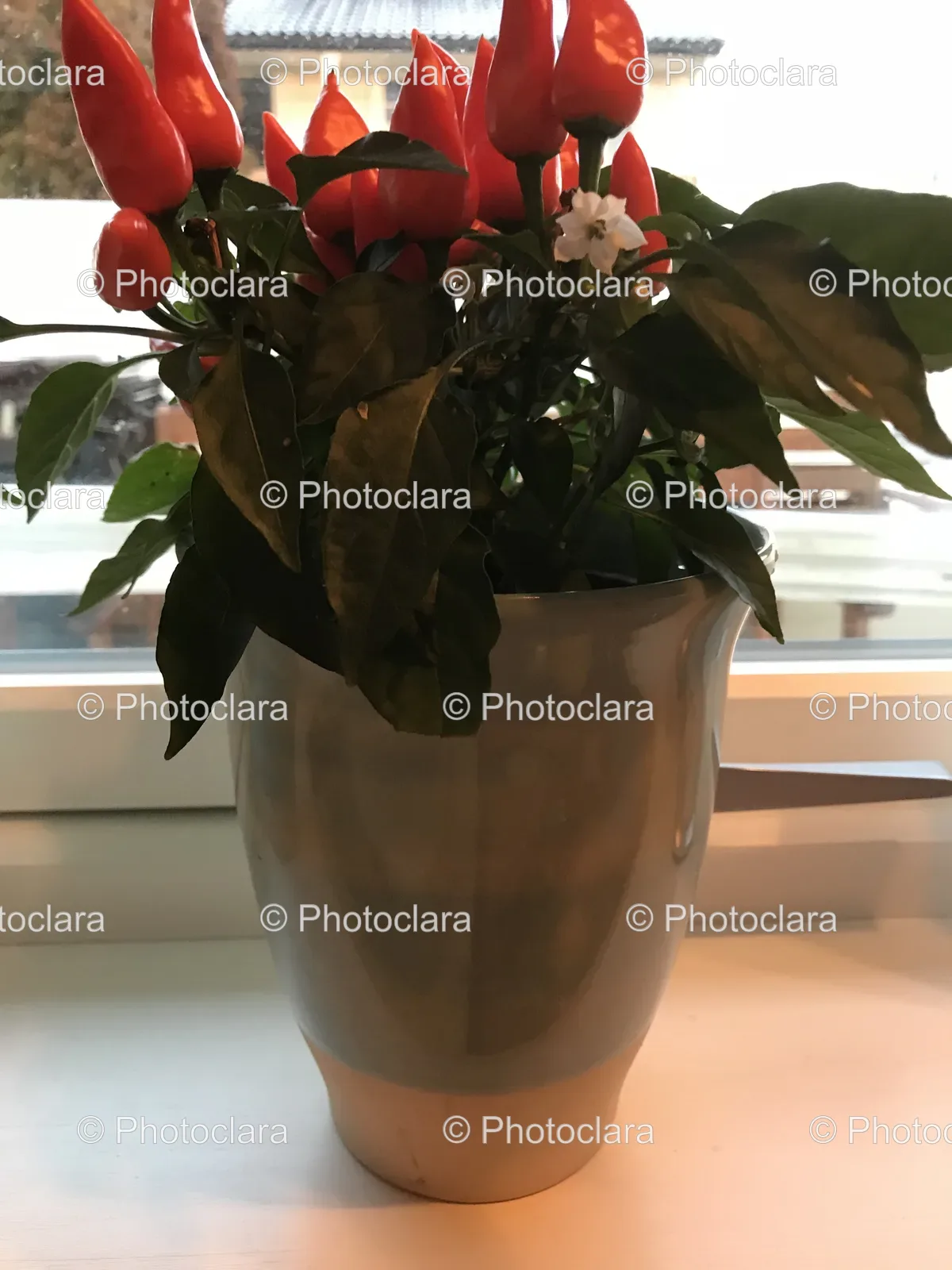 Vibrant-Indoor-Plant-in-Red-Pot.jpg