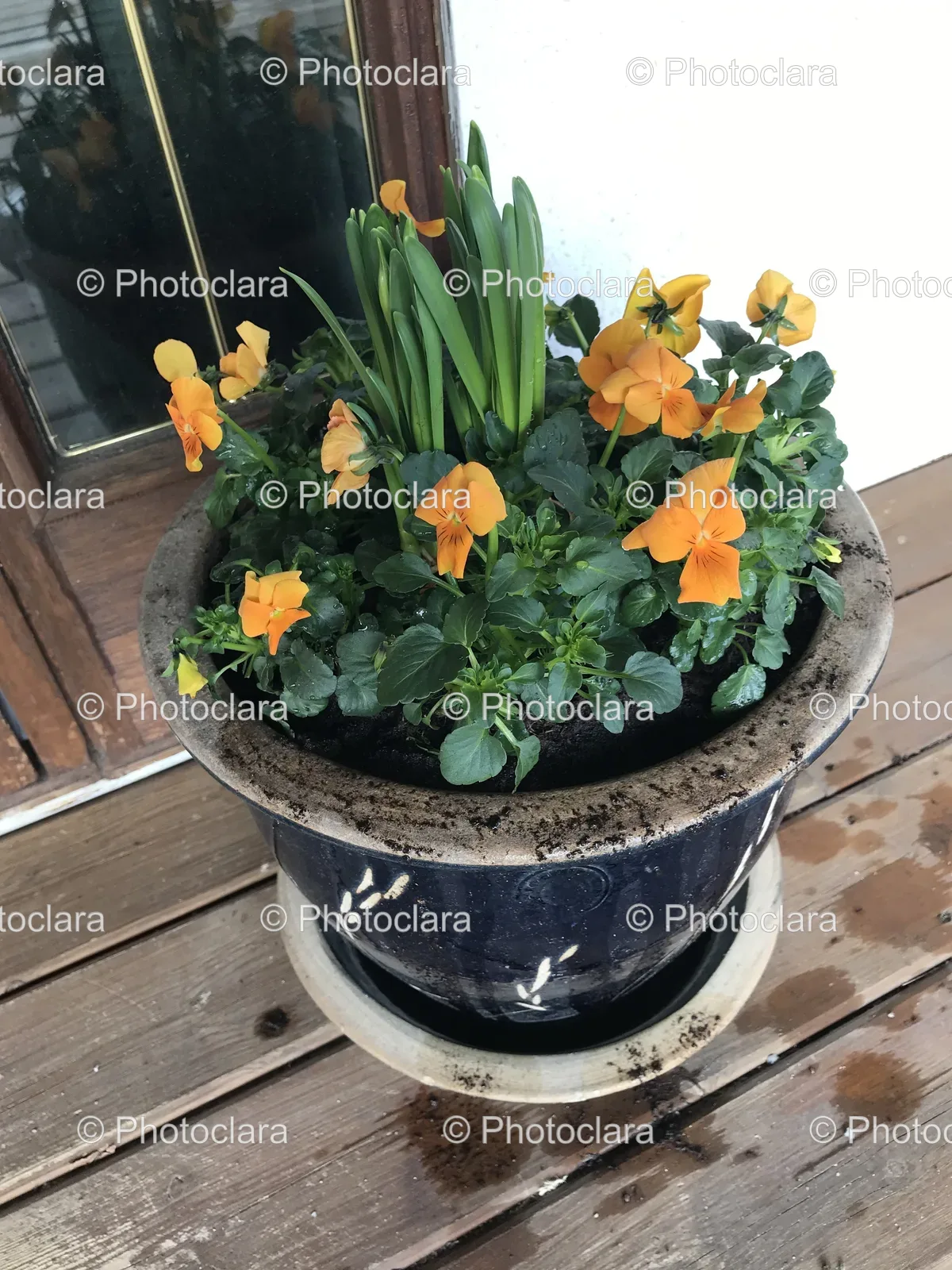 Vibrant-Orange-Flowers-in-a-Pot.jpg