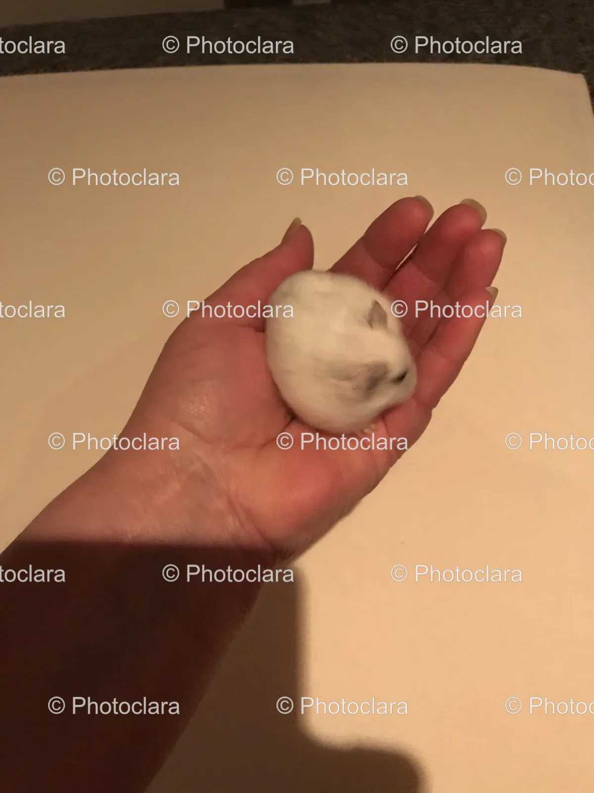 Hand-Holding-Small-White-Rodent.jpg
