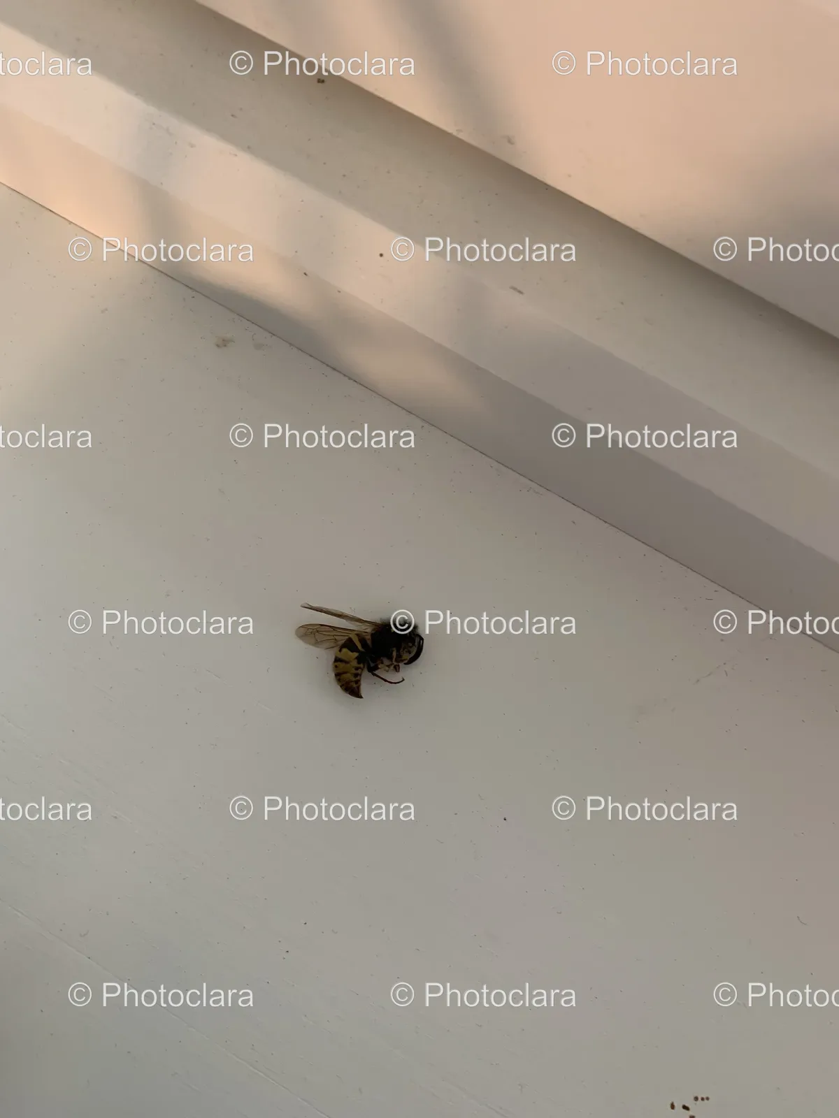 Bee-On-White-Surface.jpg