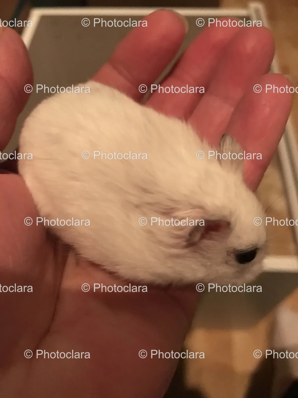 Hand-Holding-Small-White-Rodent.jpg