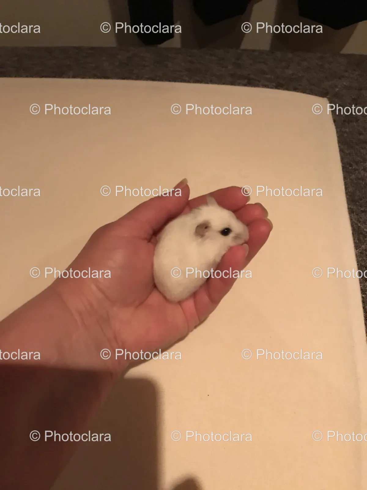 Hand-Holding-White-Rodent.jpg