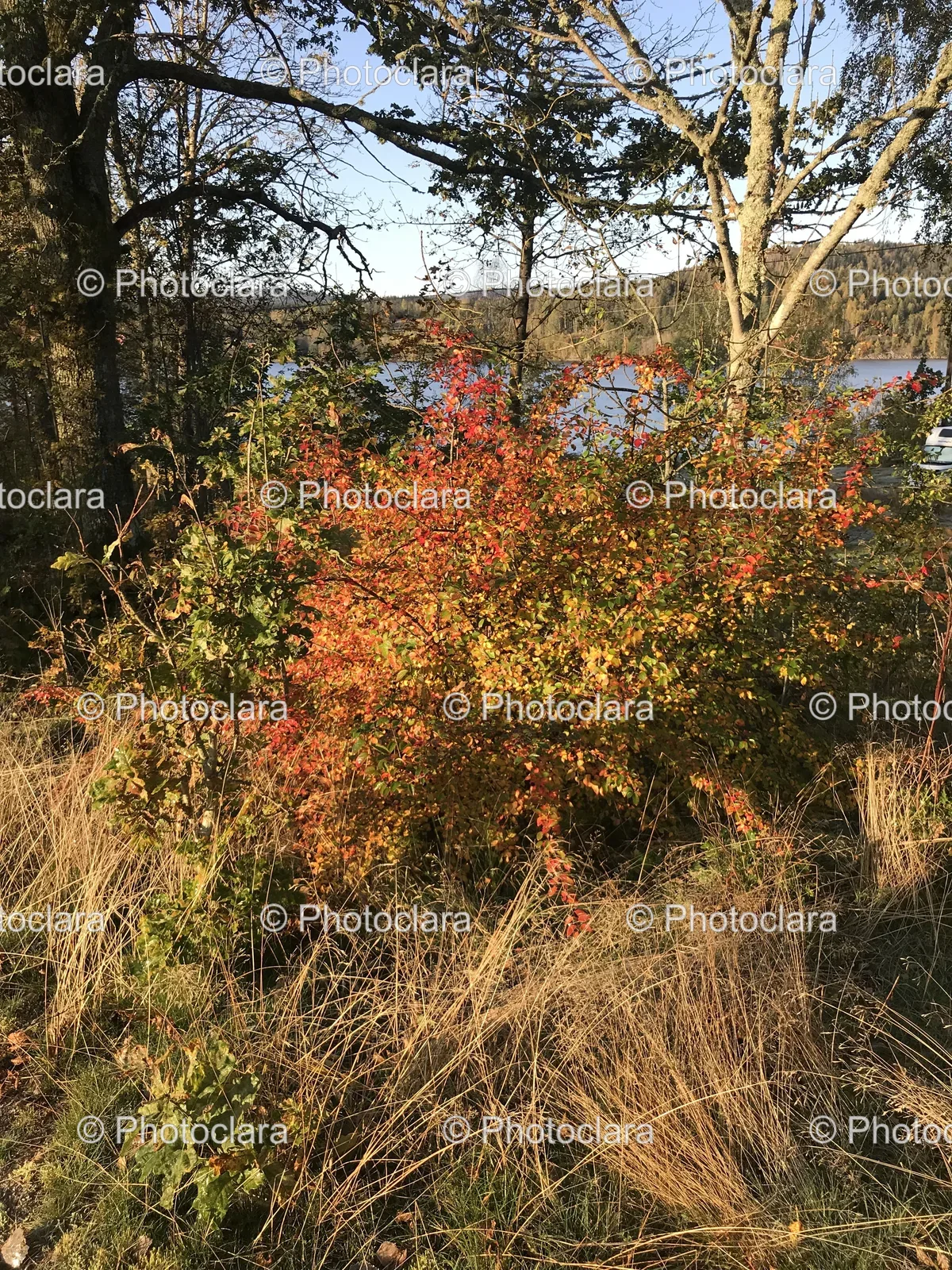 Bush-With-Vibrant-Red-and-Green-Leaves.jpg