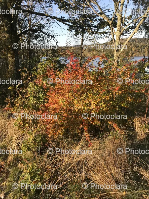 Autumn Trees