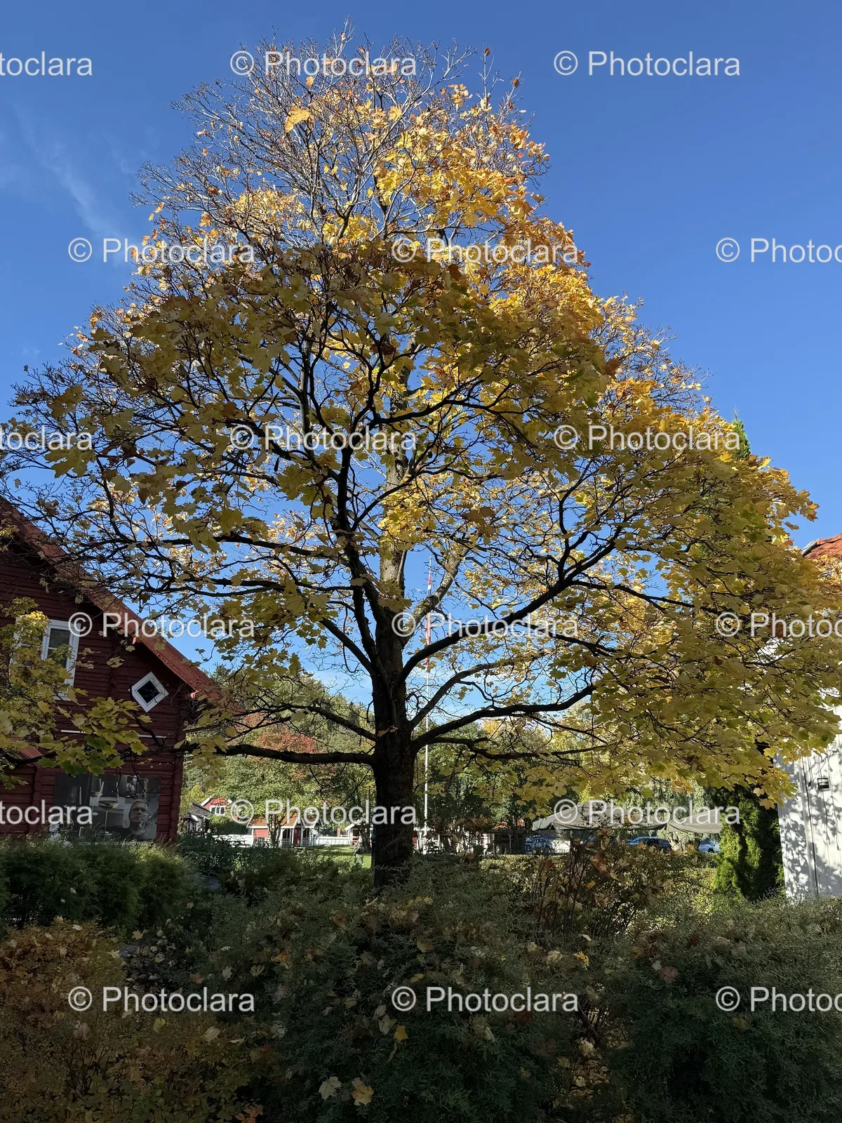 Golden-Autumn-Tree.jpg