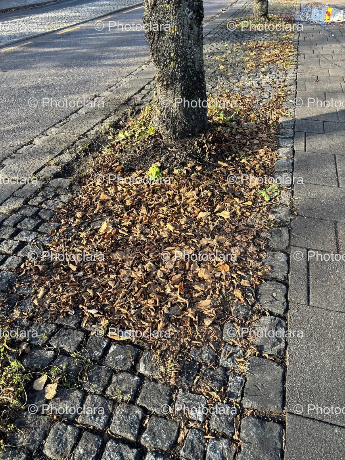 tree-trunk-autumn-leaves.jpg
