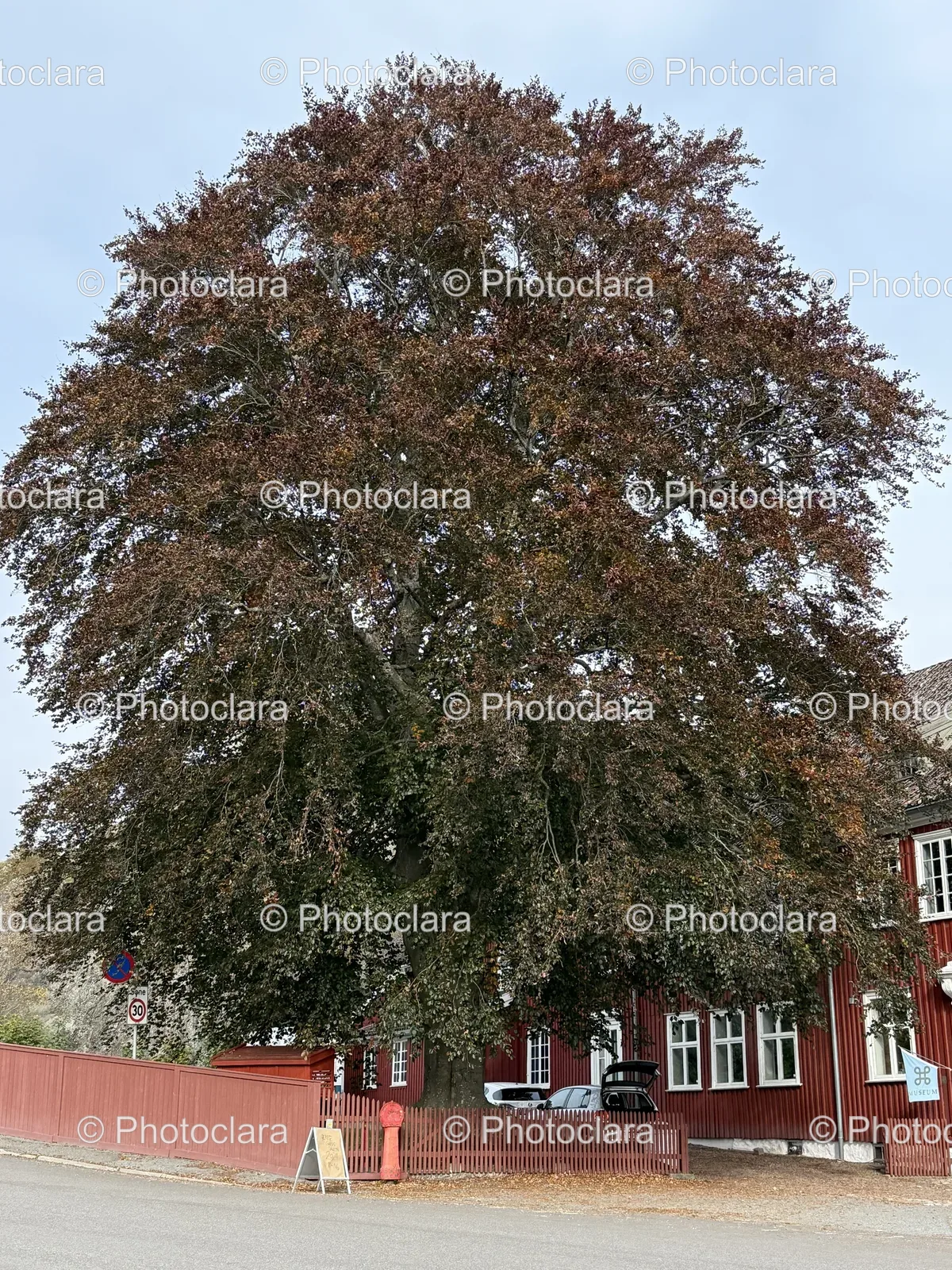 Tree-With-Brown-Leaves-Red-Building.jpg