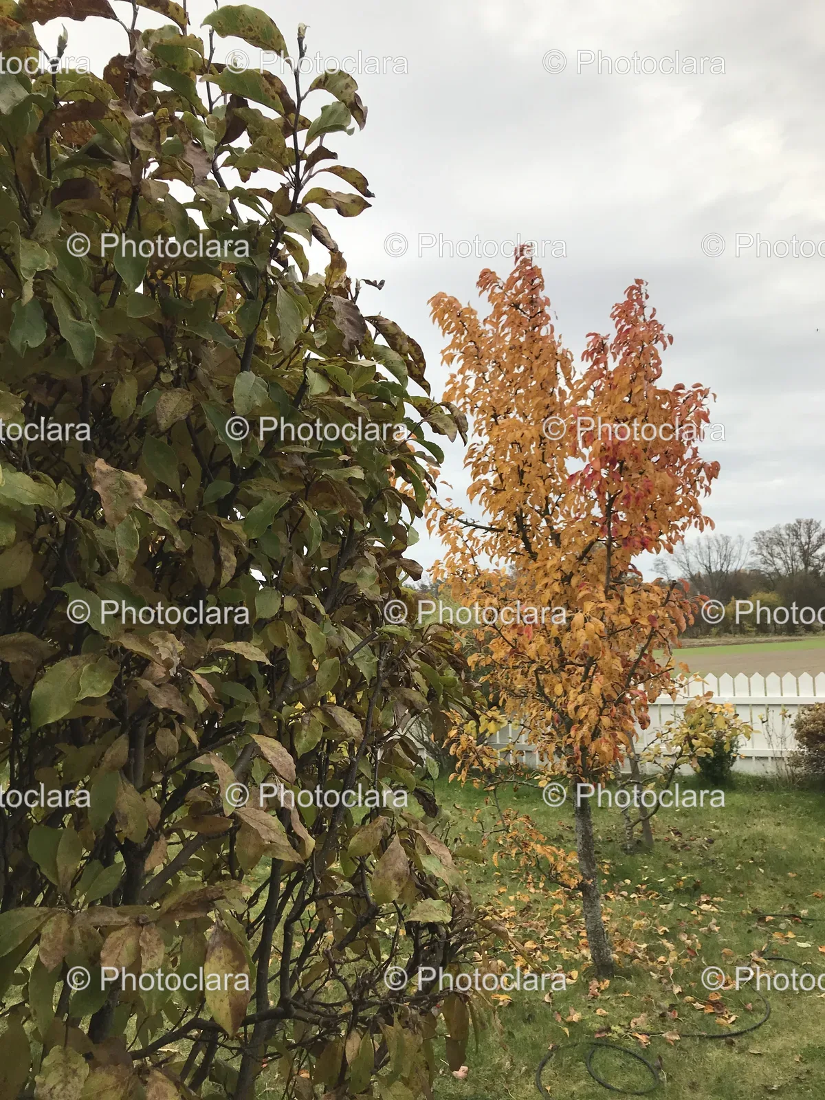 vibrant-autumn-tree-by-white-fence.jpg