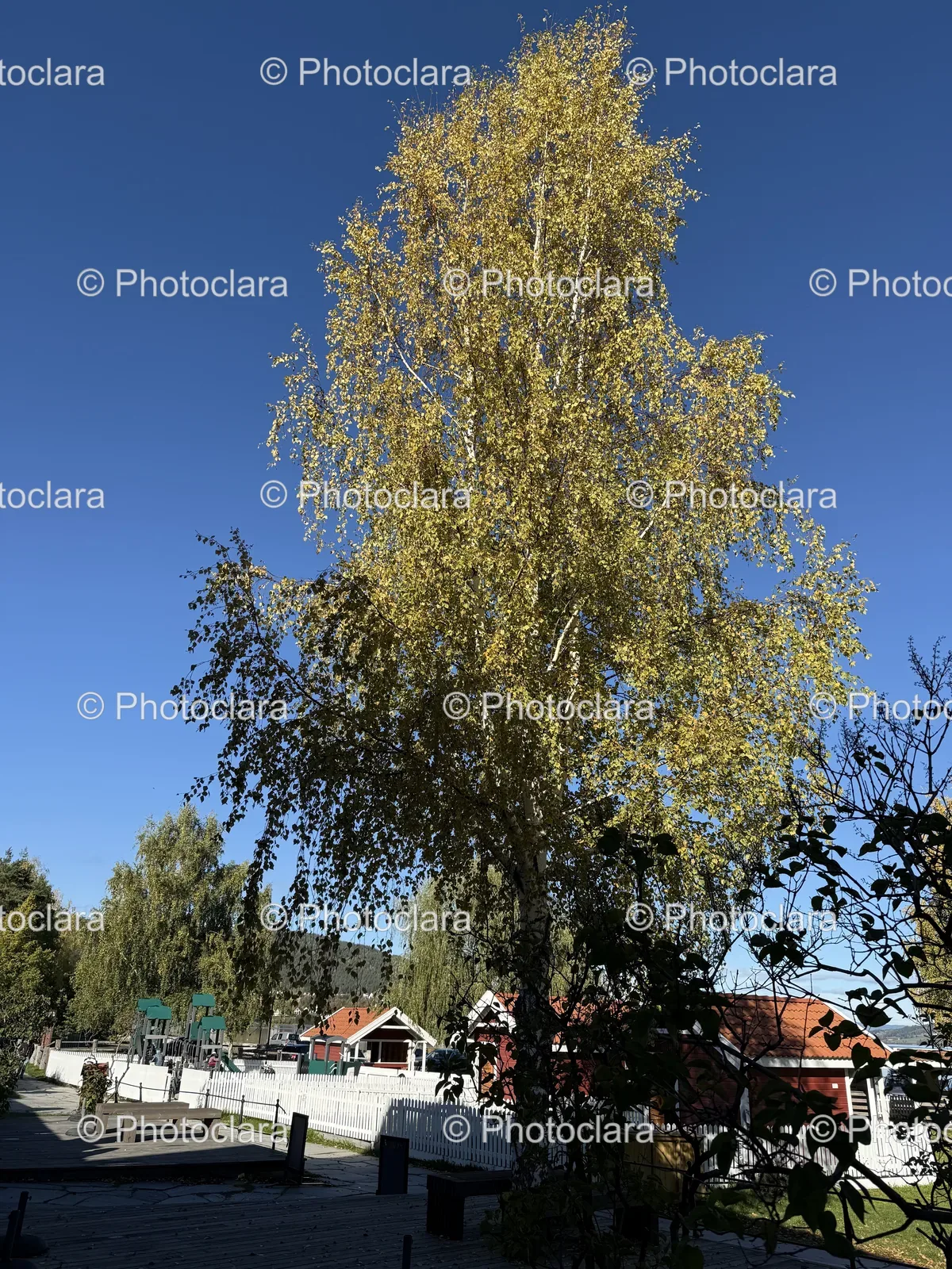 Vibrant-Autumn-Tree-Yellow-Leaves.jpg