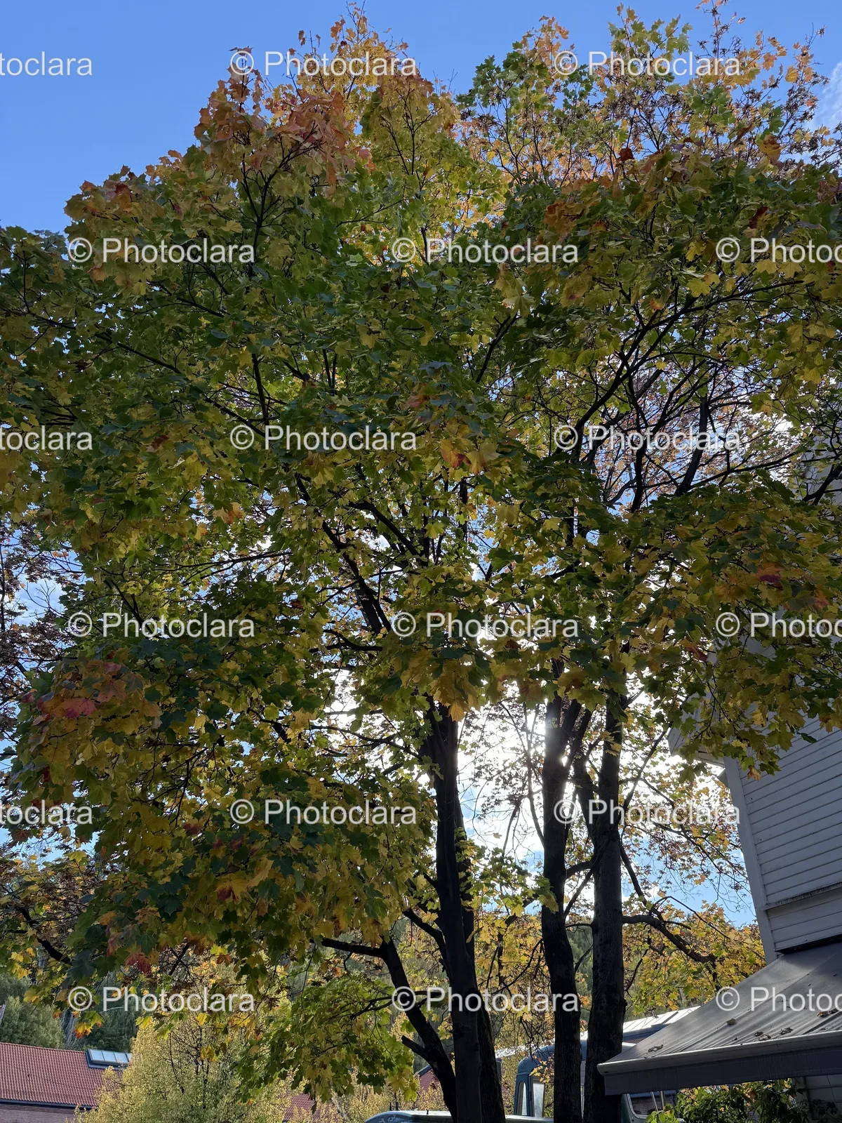 Vibrant-Autumn-Tree.jpg