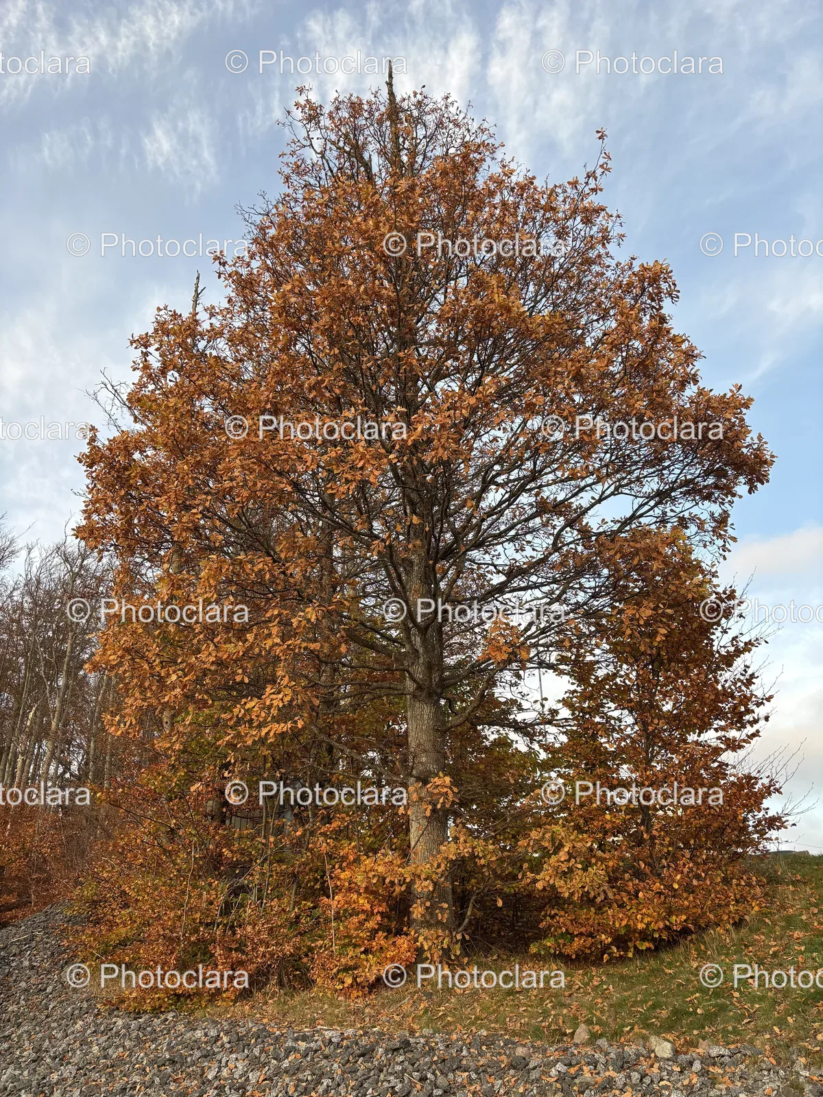 Vibrant-Orange-Autumn-Tree.jpg
