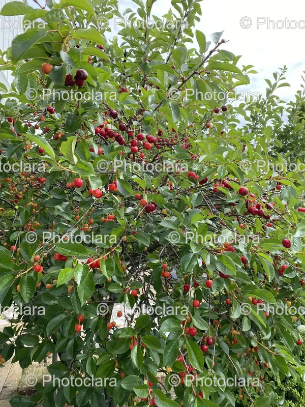 Berry Trees
