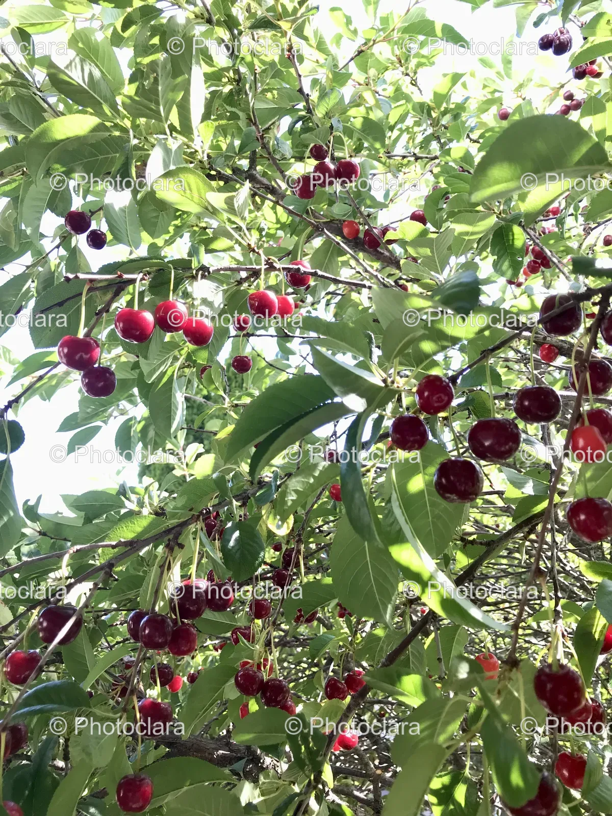 vibrant-tree-with-red-berries.jpg