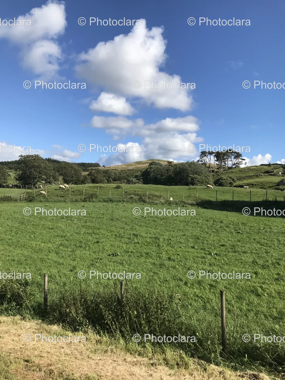field-of-grass-with-trees-and-blue-sky.jpg