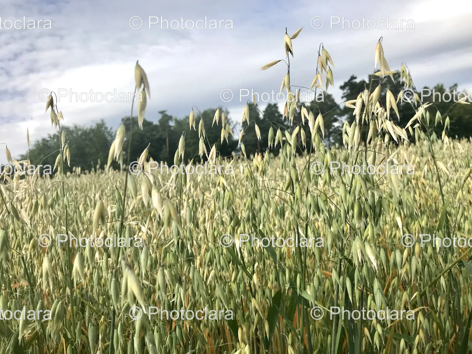 Field-of-Oats-Under-a-Vast-Sky.jpg