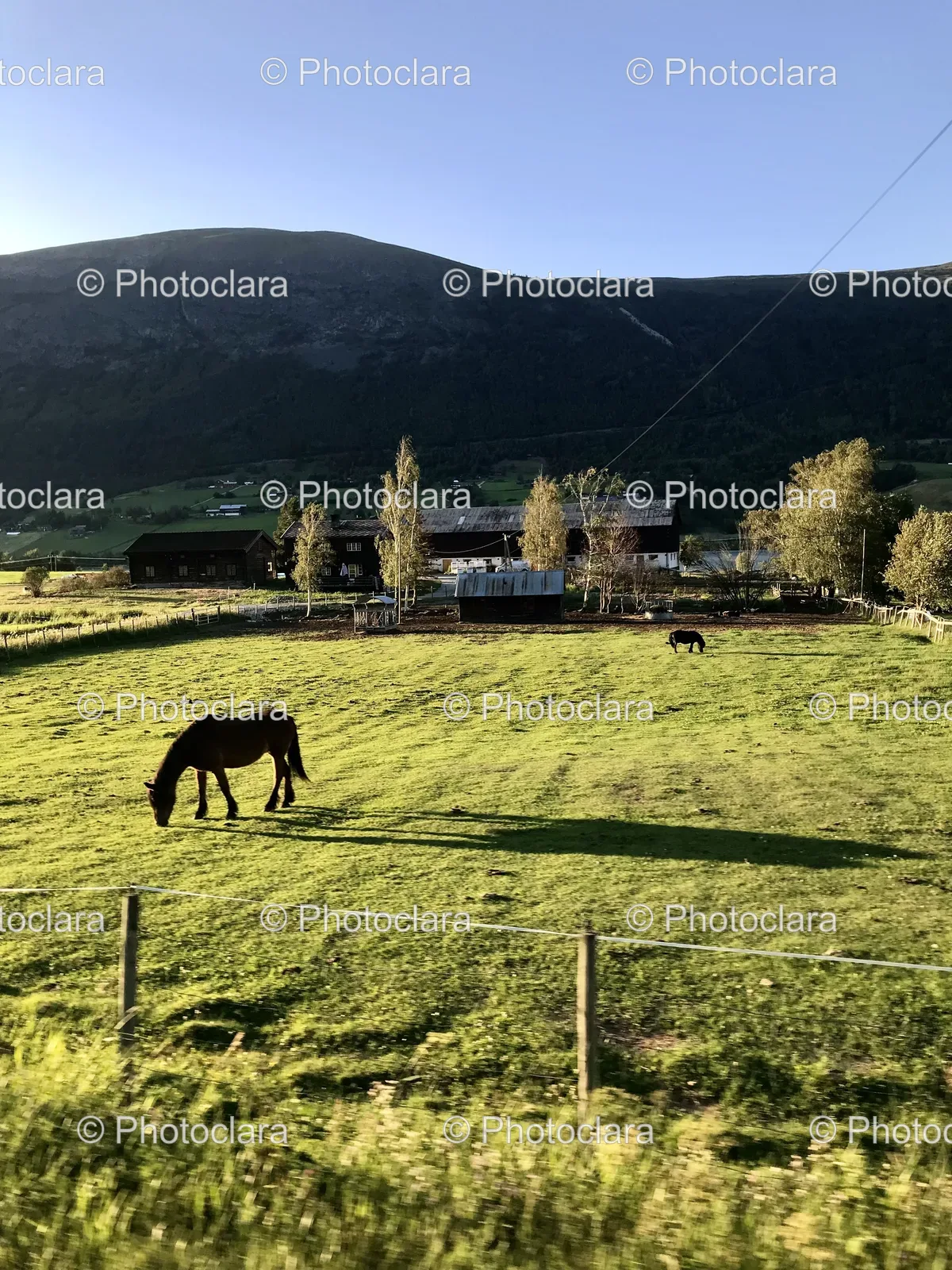 Horses-Grazing-Countryside-Field.jpg