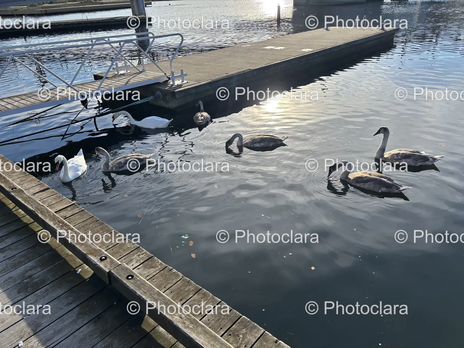 Graceful-Ducks-Swimming.jpg