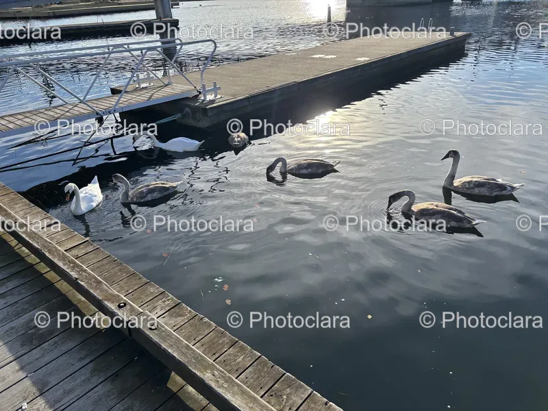 Ducks and Water Birds
