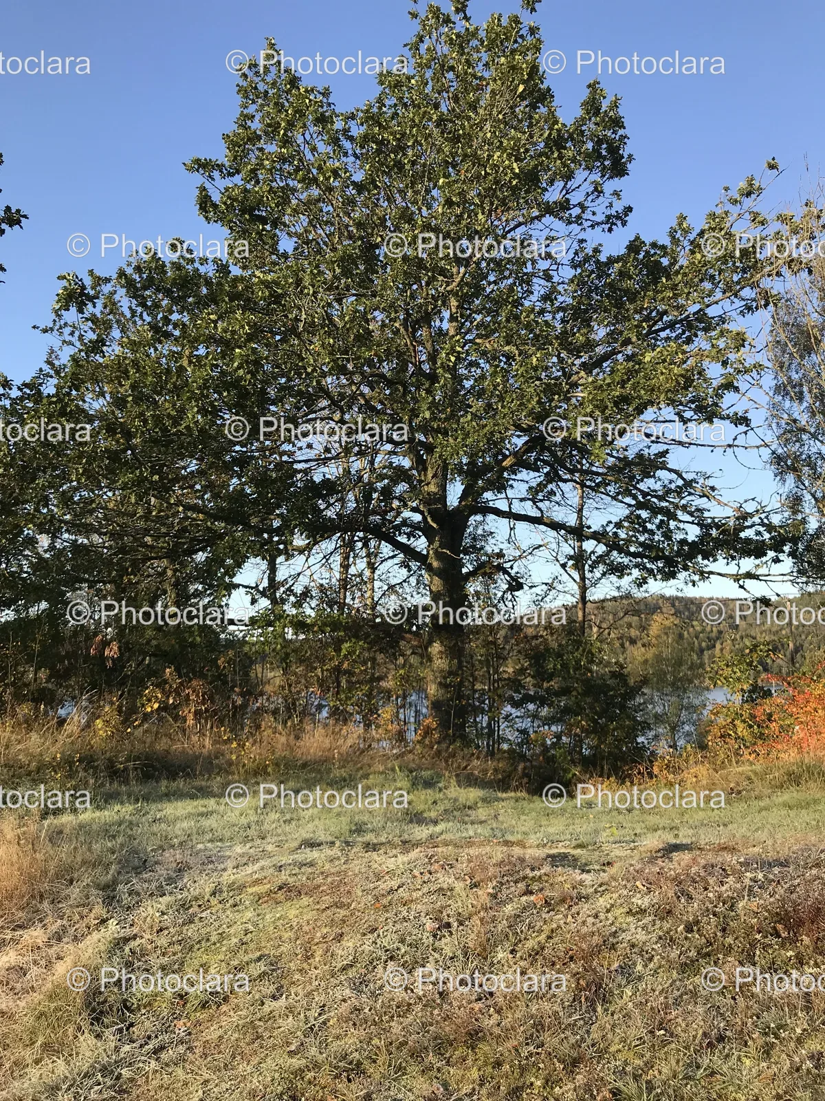 solitary-tree-in-a-lush-field.jpg