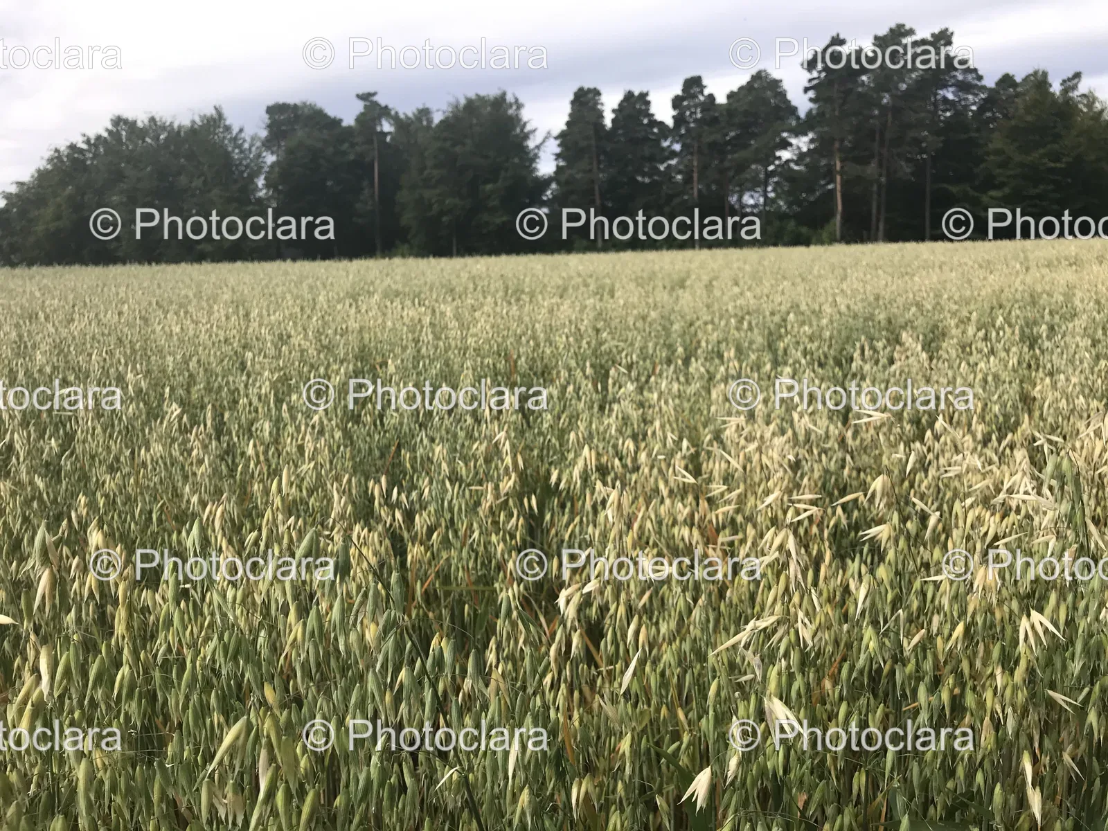 Wheat-Field-with-Trees-and-Blue-Sky.jpg
