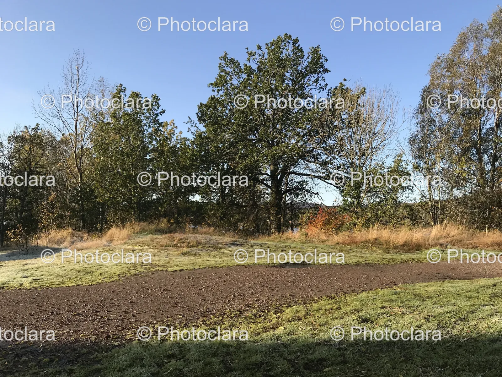 dirt-path-in-grassy-field-with-trees.jpg