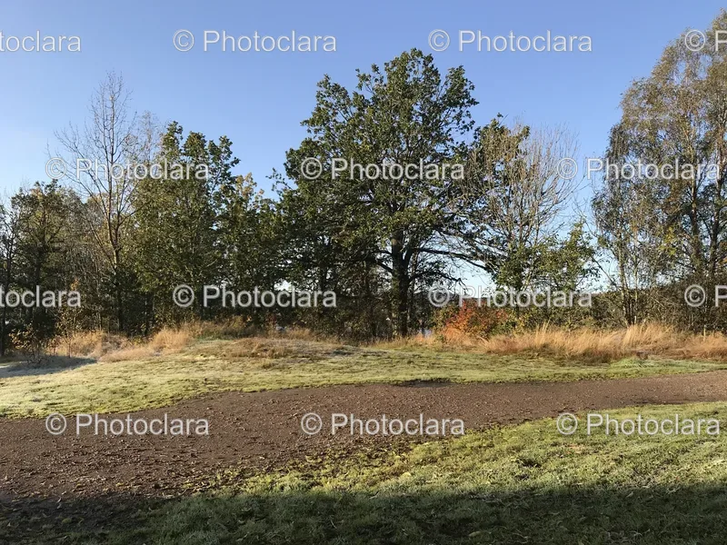 Fields and Trees
