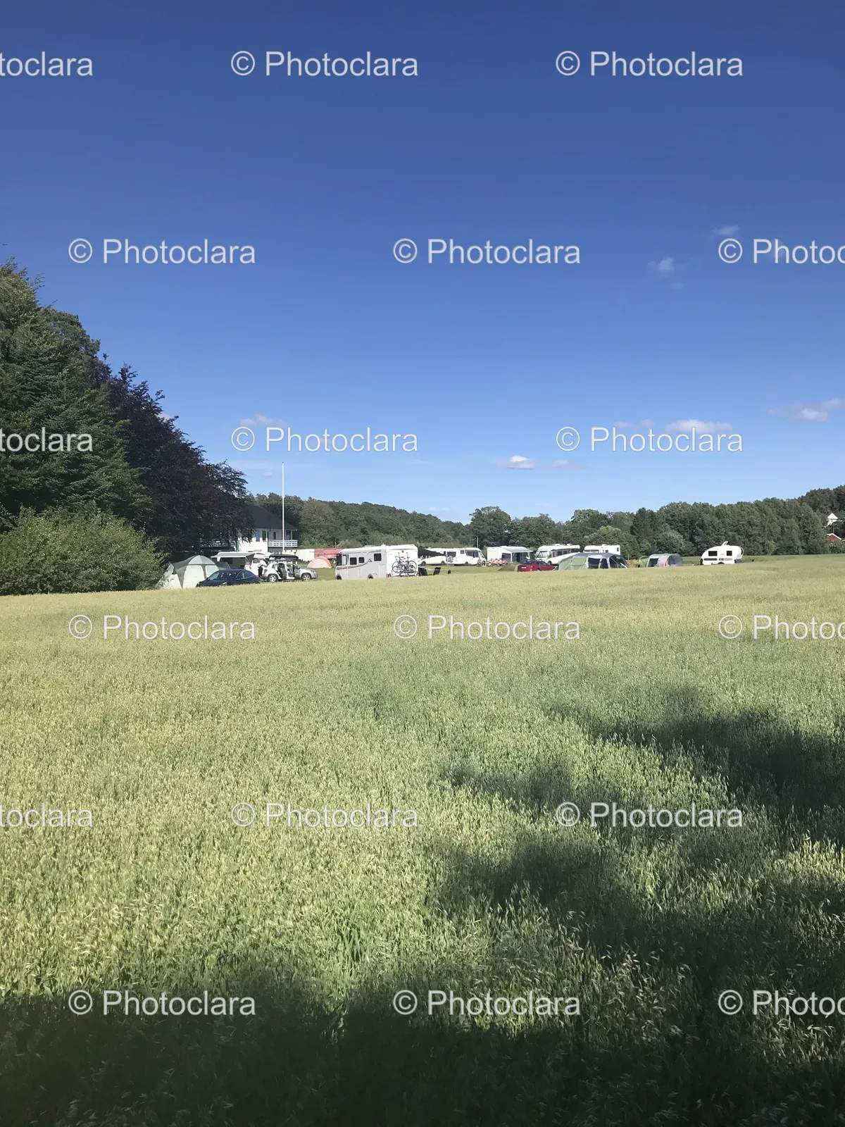 expansive-field-rvs-trees.jpg