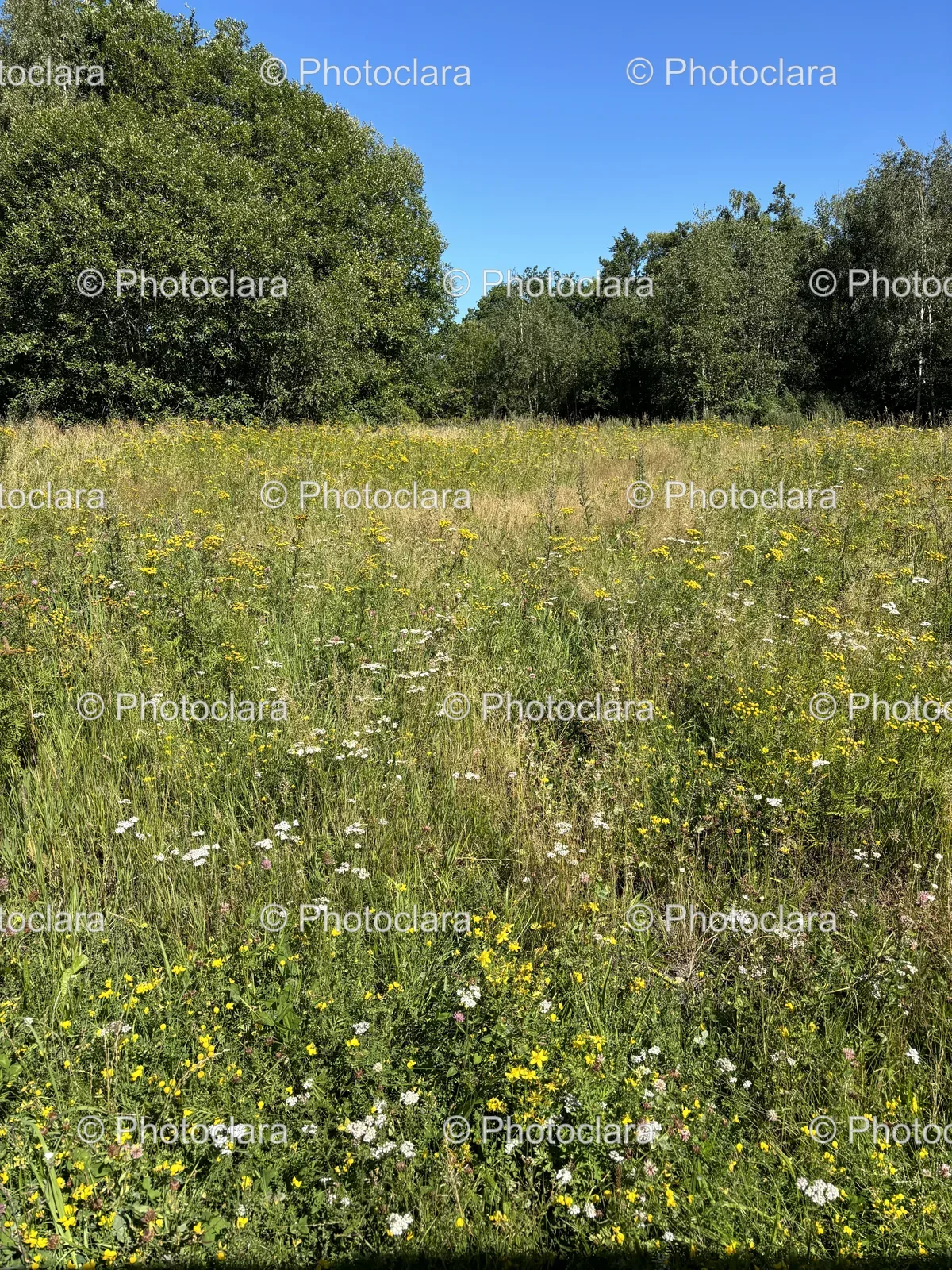 field-of-flowers-and-trees.jpg