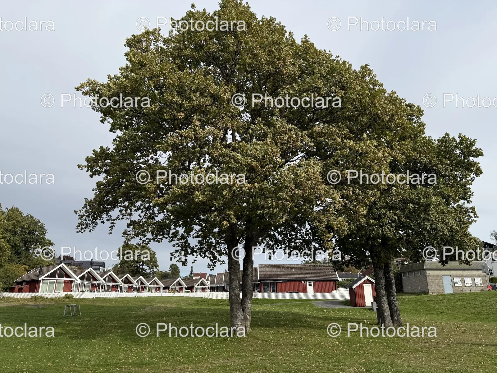 Serene-Field-with-Group-of-Trees.jpg