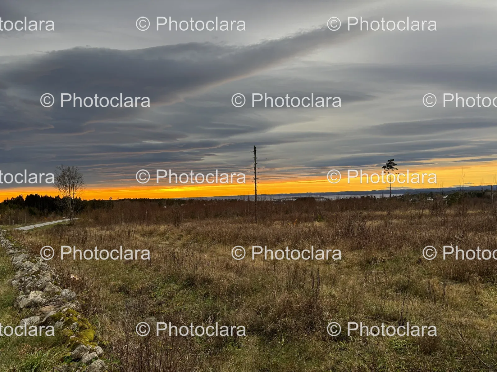 serene-field-with-trees-under-cloudy-sky.jpg