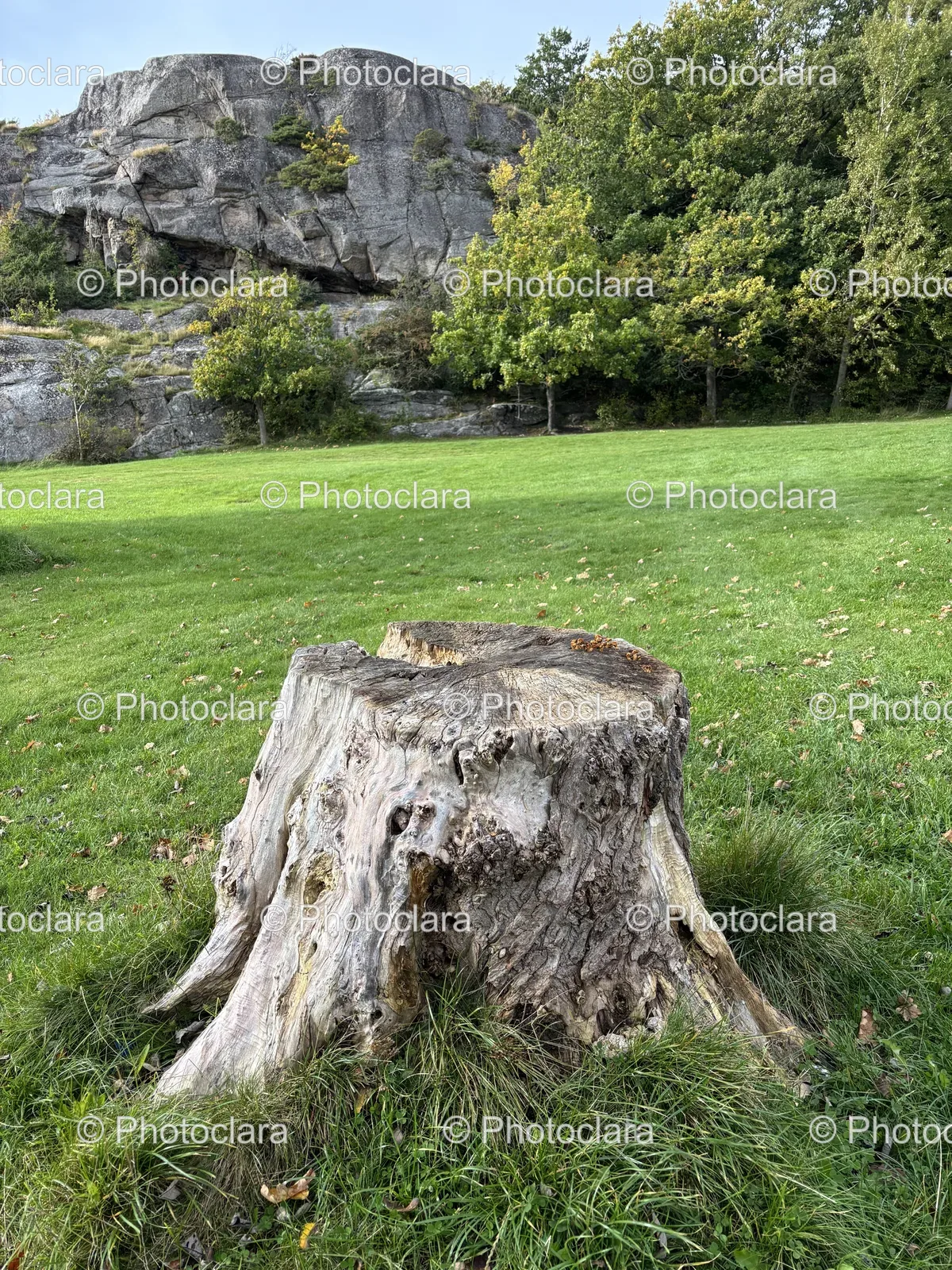 Tree-Stump-in-Grassy-Field.jpg
