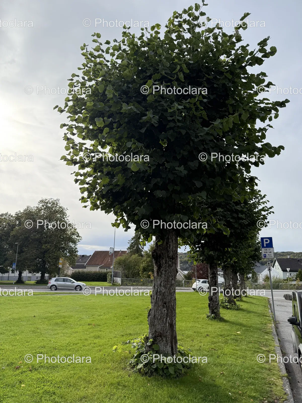 trees-grass-field-scenery.jpg