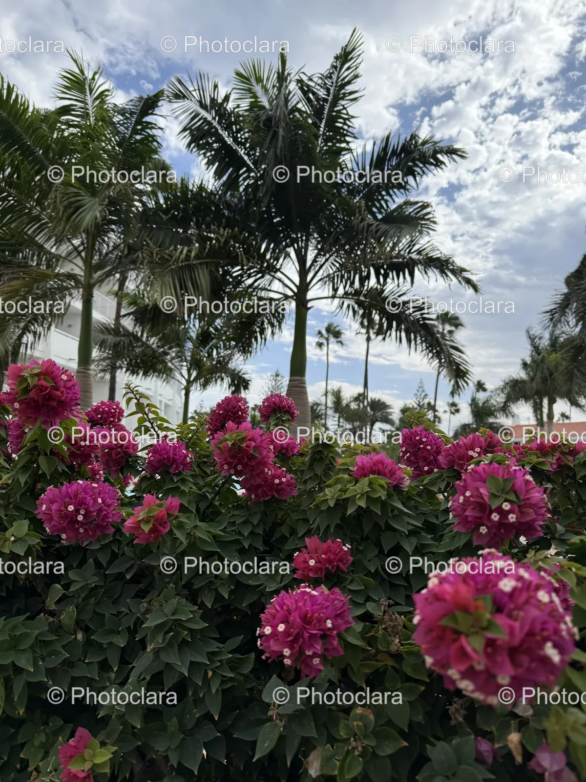 blossoming-flowers-amidst-palm-trees.jpg