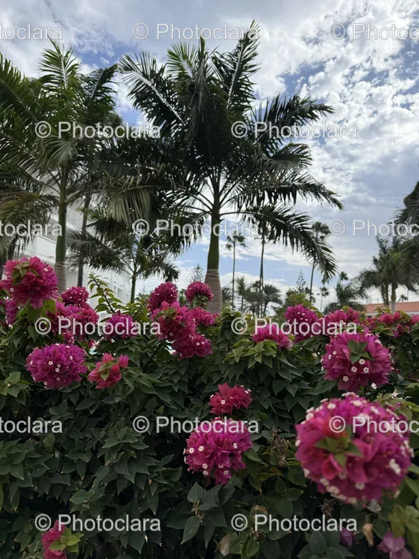 Flower Gardens and Palm Trees