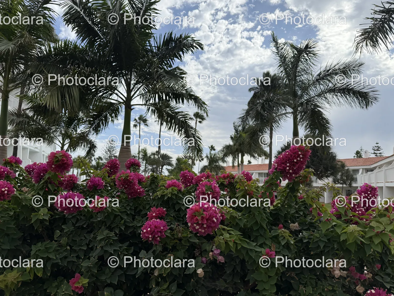 Lush-Palm-Trees-and-Blooming-Flowers.jpg